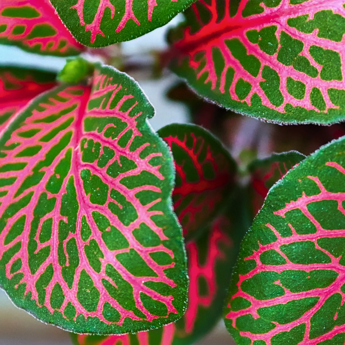 Pink-veined leaves of a Pink Nerve Plant