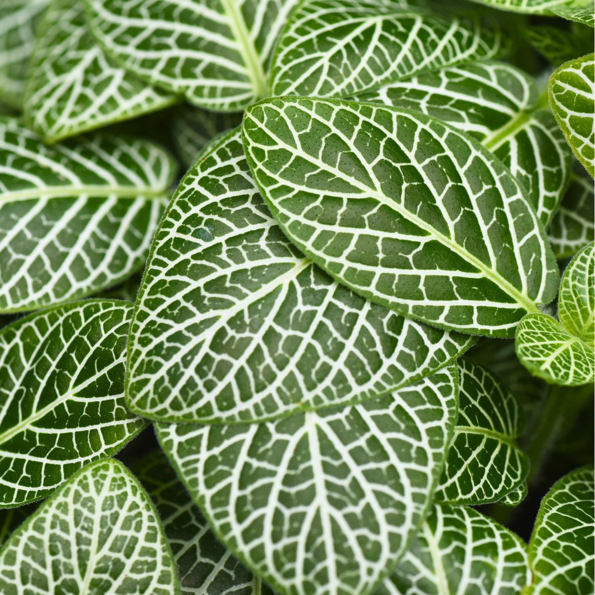 Living foliage in the Newbridge Sensory Garden